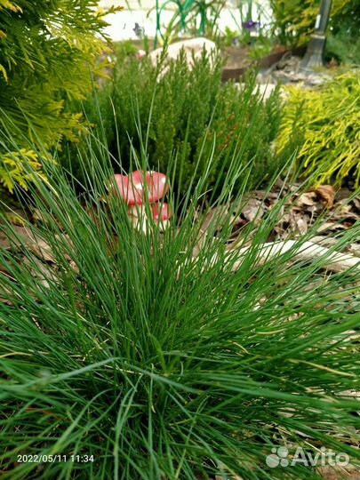 Овсяница сизая