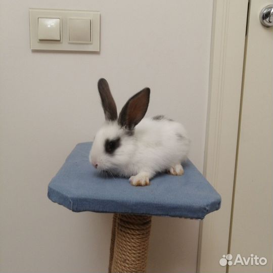 Передержка грызунов, кроликов, шиншилл, хомяков