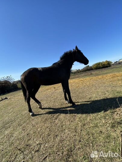 Продам лошадь