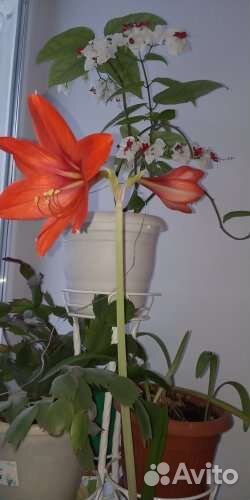 Гиппеаструм