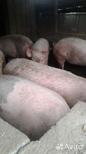 Продаю свиней ландрас