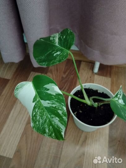 Монстера альба