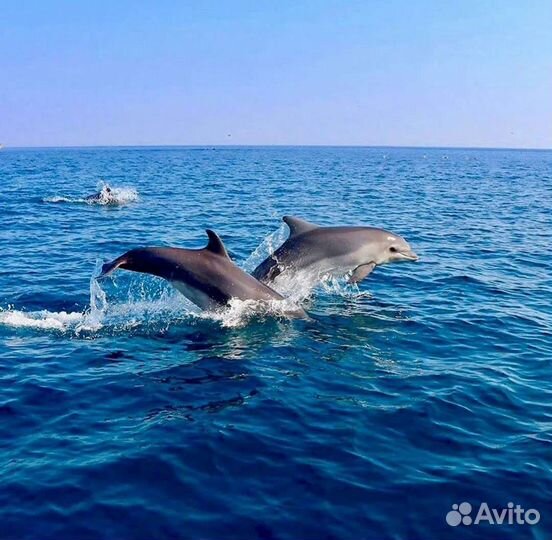 Морская прогулка, аренда катера