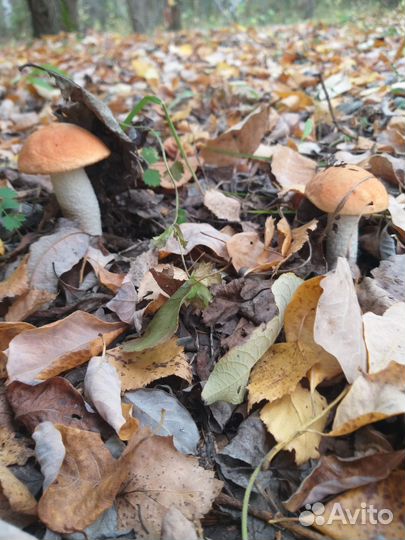 Грибы Красноголовики свежие