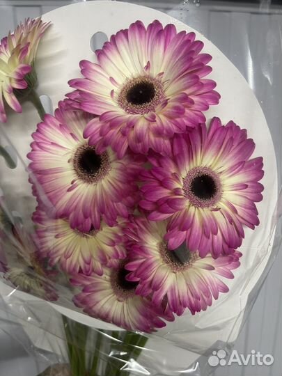 Герберы букет
