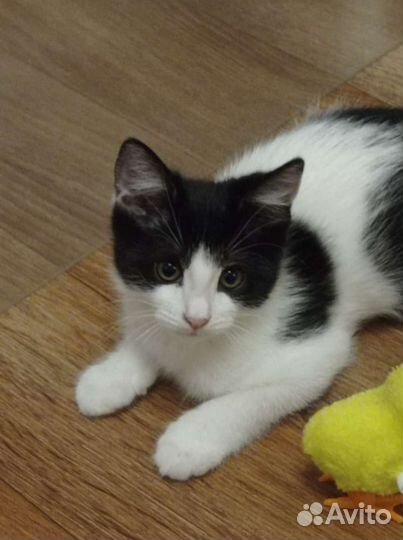 Ищем дом ласковой девчуле