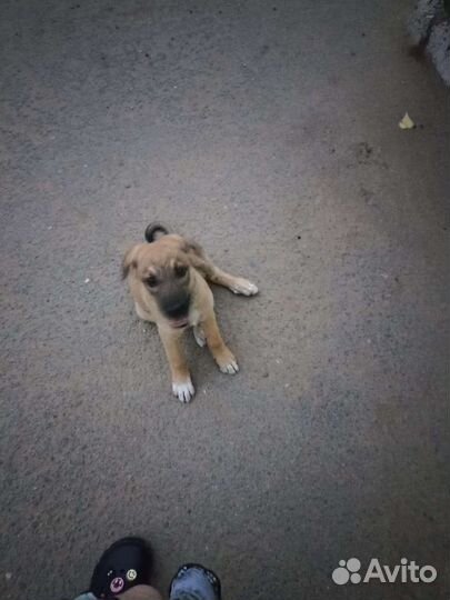 Собака в добрые руки щенок