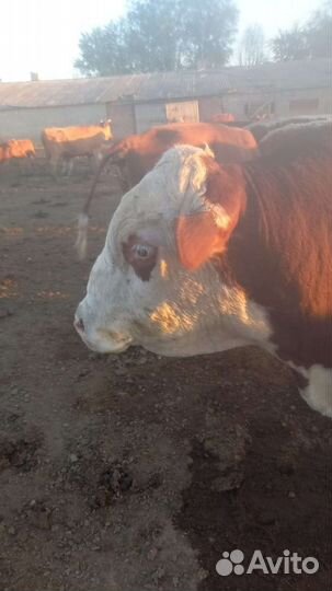Продам быка