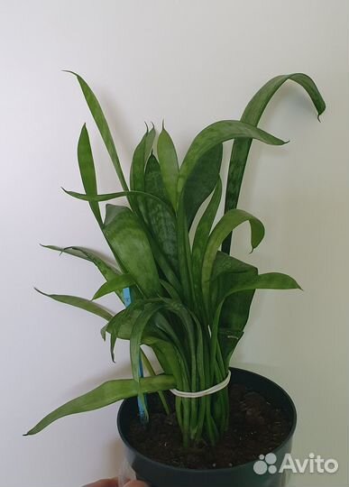 Сансевиерия (щучий хвост, тёщин язык)