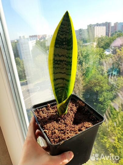 Сансевиерии трехполосная лауренти хани