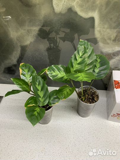 Калатеи разные домашние