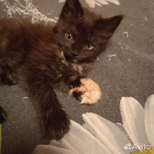 Котята мейн-кун