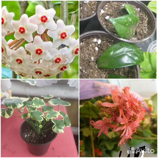 Домашние цветы