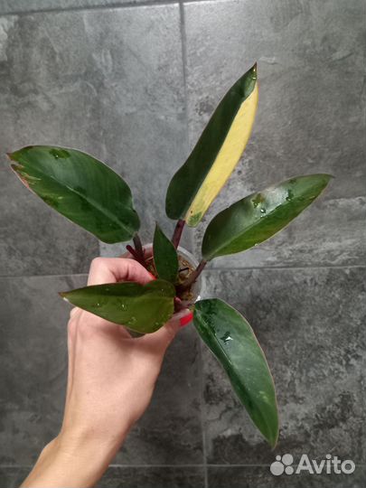 Филодендрон Конго елоу вар