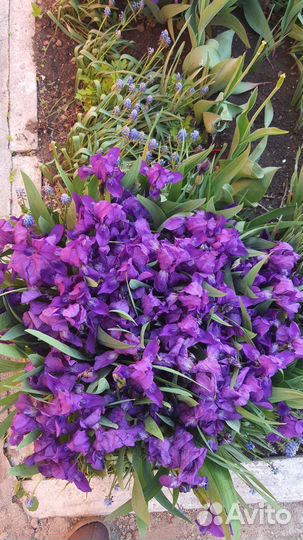 Ирис сибирский