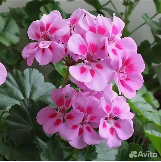 Пеларгония PAC Ice Crystal