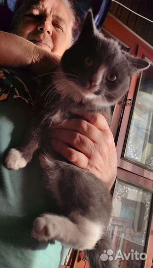 Кошки в добрые руки