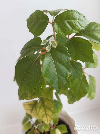 Комнатные цветы березка. Циссус