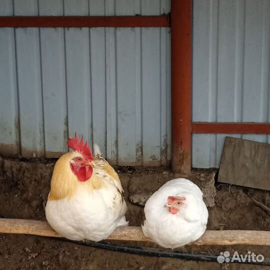 Продам петуха