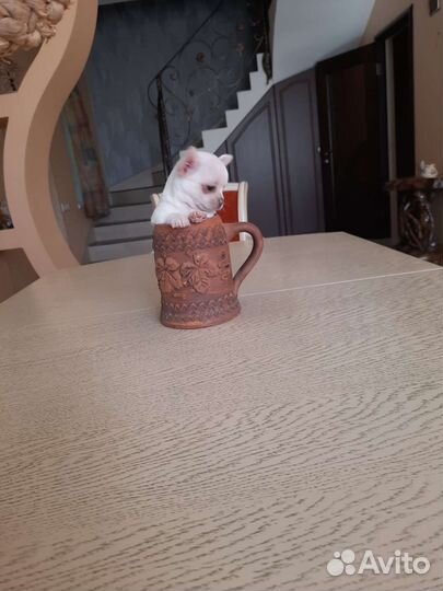 Мальчишка Габриэль