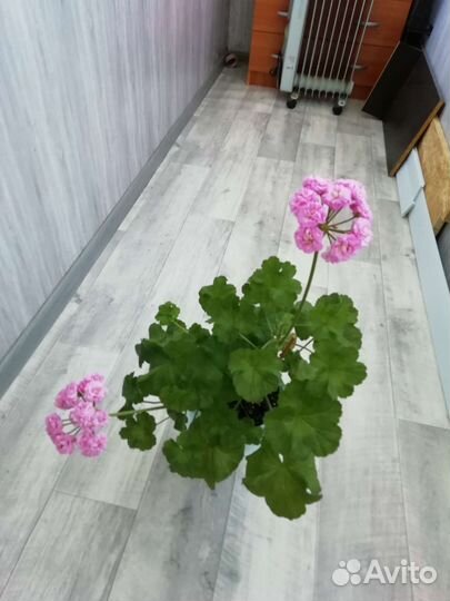 Пеларгония герань сортовая