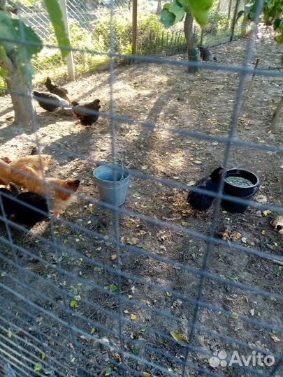 Молодые курочки