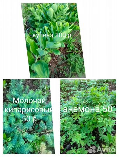 Многолетники для сада