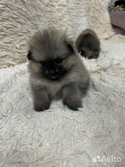 Померанский шпиц