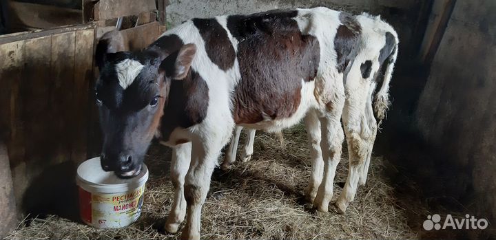 Телята бычки