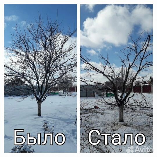 Обрезка плодовых деревьев