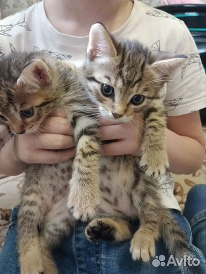 Бенгальская кошка