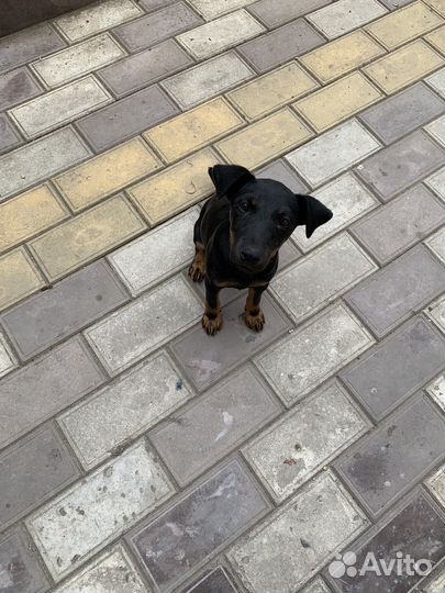 Немецкий ягдтерьер