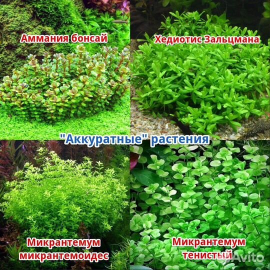 Аквариумные растения