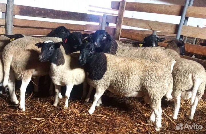Бараны Дорпер для разведения