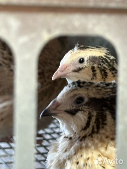 Перепела суточные