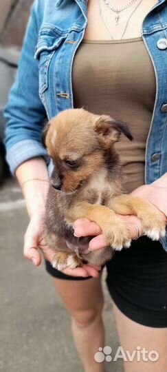 Щенок чихуахуа