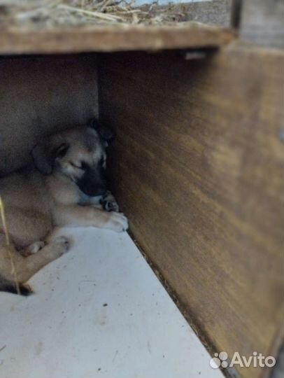 Щенки в добрые руки