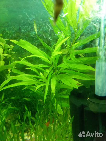 Растения для аквариума