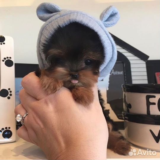 Супер мини беби фейс девочка и мальчик йорки