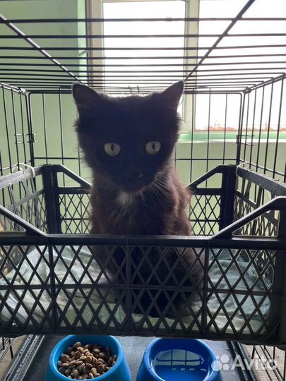 Кошка Ночка