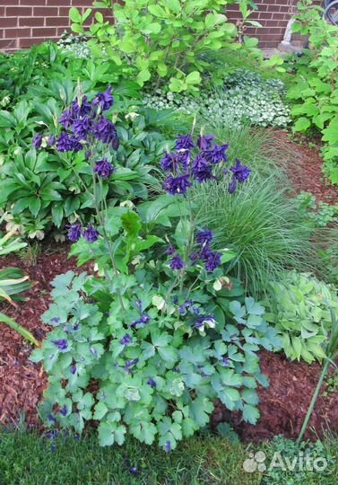 Многолетники цветы для сада