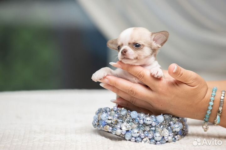 Щенки Чихуахуа мальчики и девочки