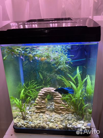 Аквариум с рыбками 20л