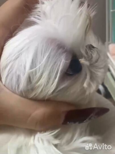 Микро мальтезе. Китай