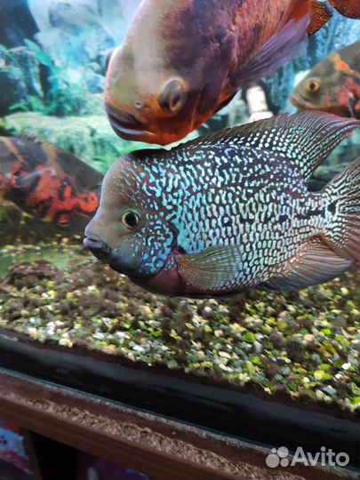 Фловер хорн самка