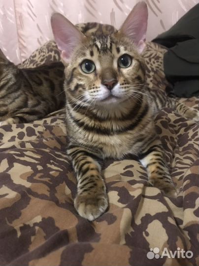 Бенгальский кот вязка
