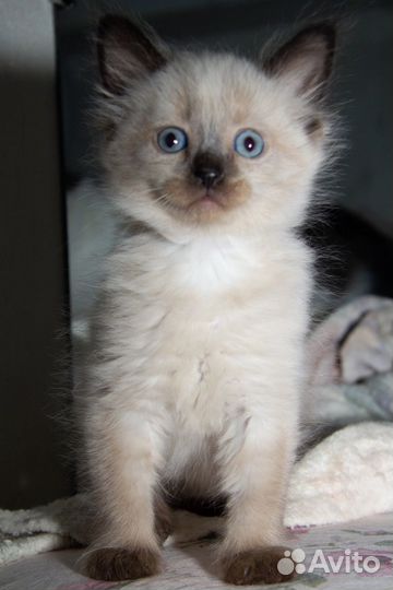 Котята сибирские