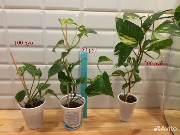 Сциндапсус (эпипремнум) золотистый