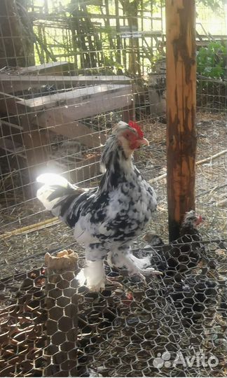 Куры молодки