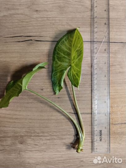 Сингониум баттерфляй (butterfly)